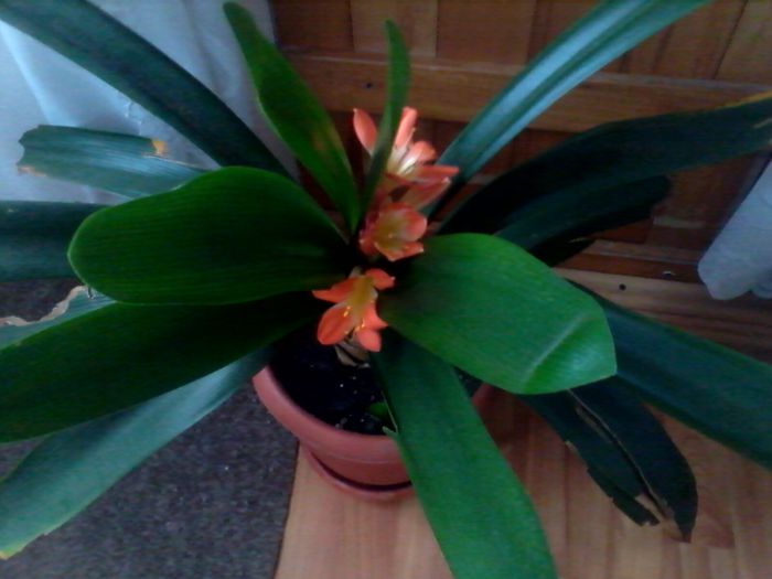 IMG_20140406_133943 - CLIVIA