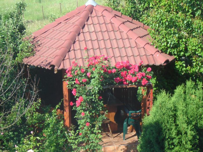 Trandafir simplu catarator