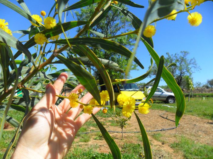 acacia saligna