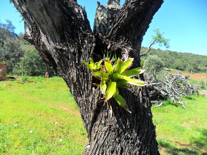 bromelia pe copac - Cateva plante din colectia personala din gradina si altele la vanzare