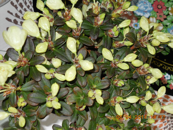 Azalee - ACHIZITII 2014