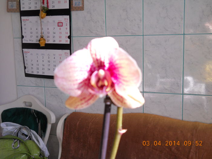 007 - ACHIZITII 2014