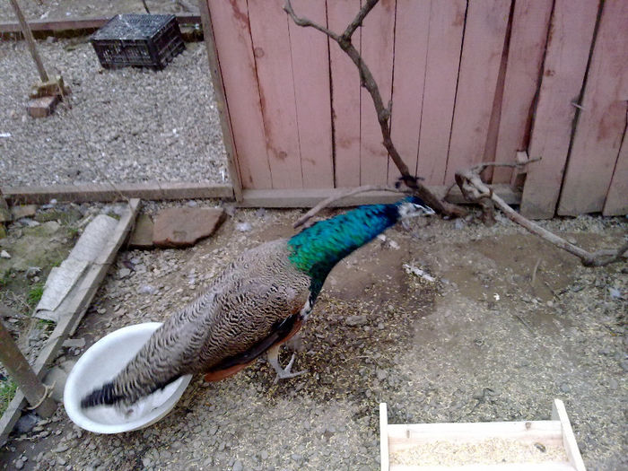 05042014441 - Rihard Paunul meu Standard si Freya Paunita Standard