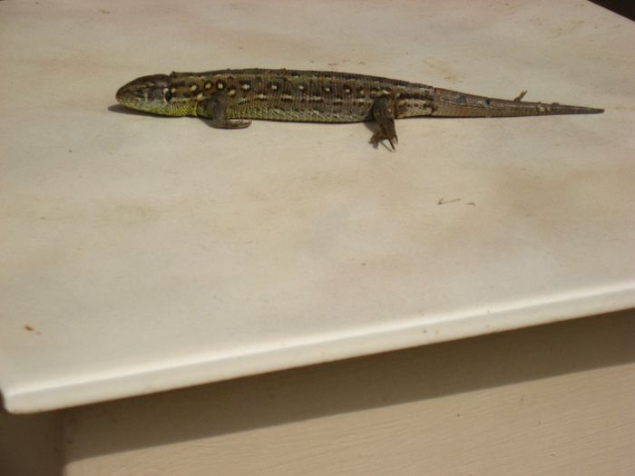 stau la fantana arteziana.... - Crocodil in miniatura