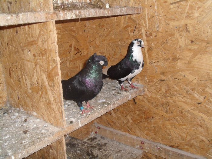 maskul baltat negru 20 tumbe