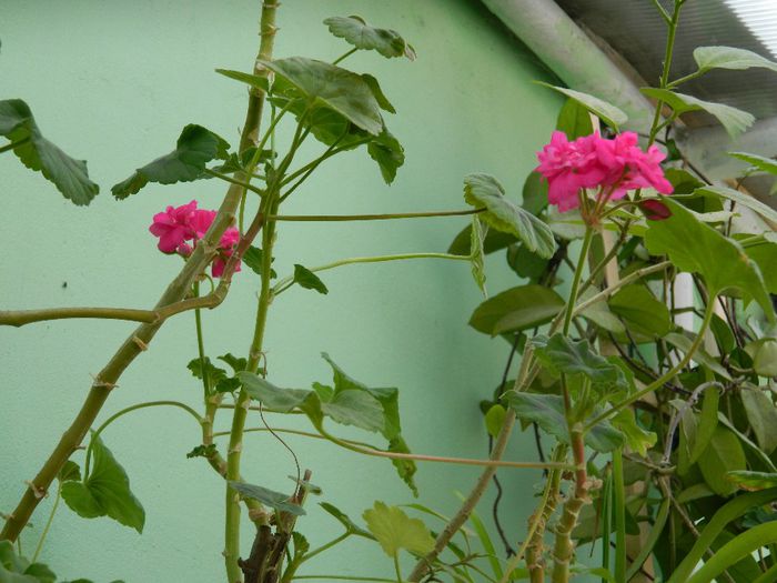 DSCN5652 - APRILIE 2014