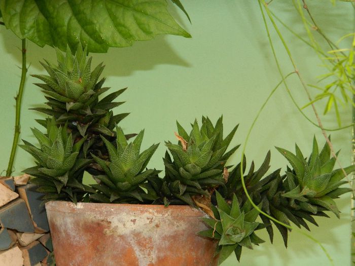 DSCN5653 - APRILIE 2014