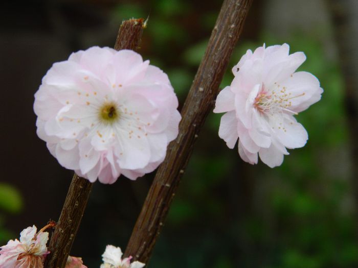 DSCN5654 - APRILIE 2014