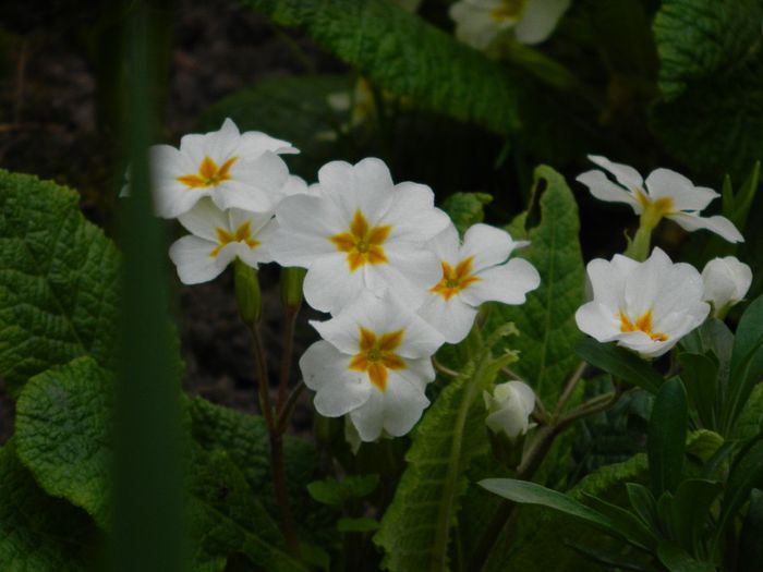 DSCN5665 - APRILIE 2014