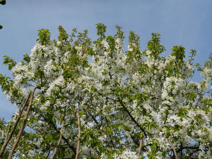 DSCN5776 - APRILIE 2014