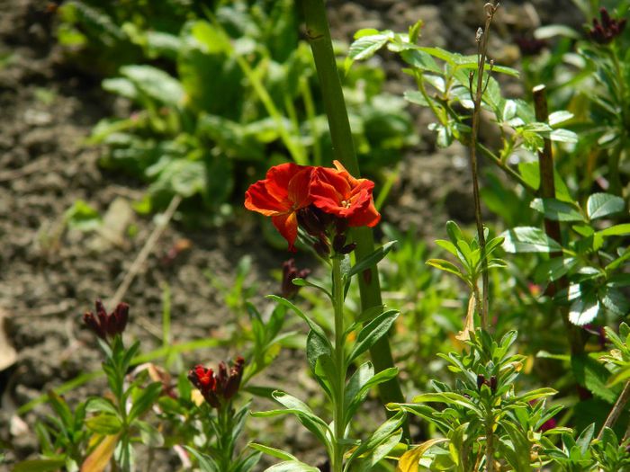 DSCN5777 - APRILIE 2014