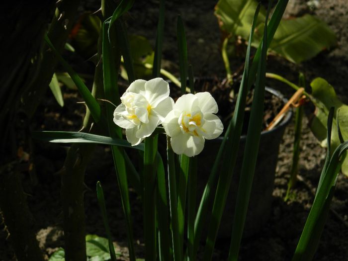 DSCN5782 - APRILIE 2014