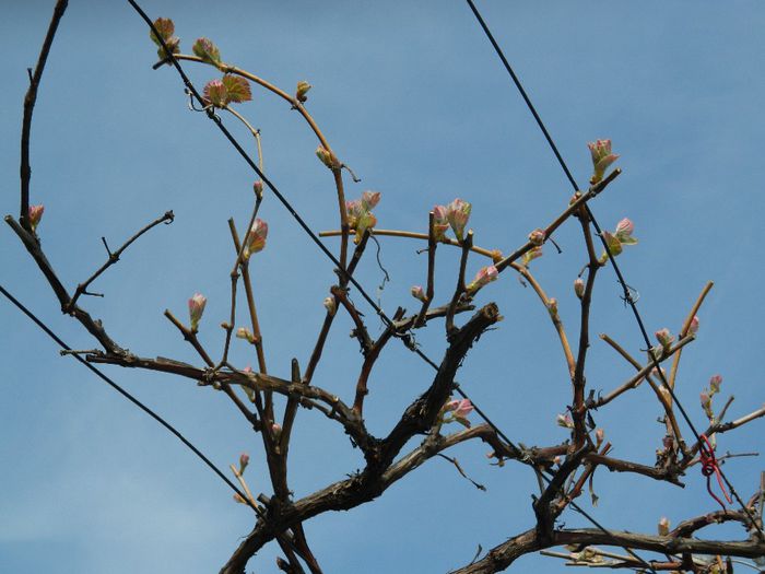 DSCN5786 - APRILIE 2014