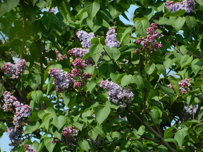 DSCN5794 - APRILIE 2014
