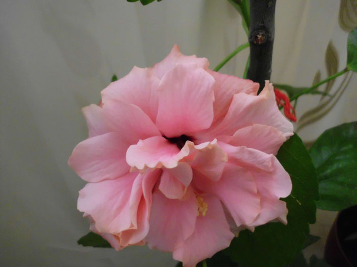 classic pink - Hibiscusi