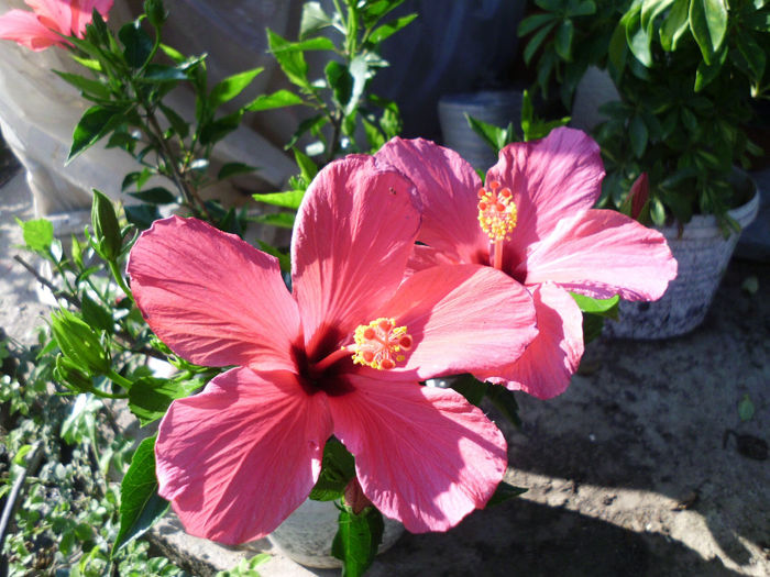 cairo rosa - Hibiscusi