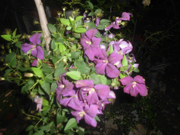 Jackmanii - Trandafiri si clematite 2013