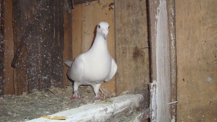 Cea mai batrana femela alba