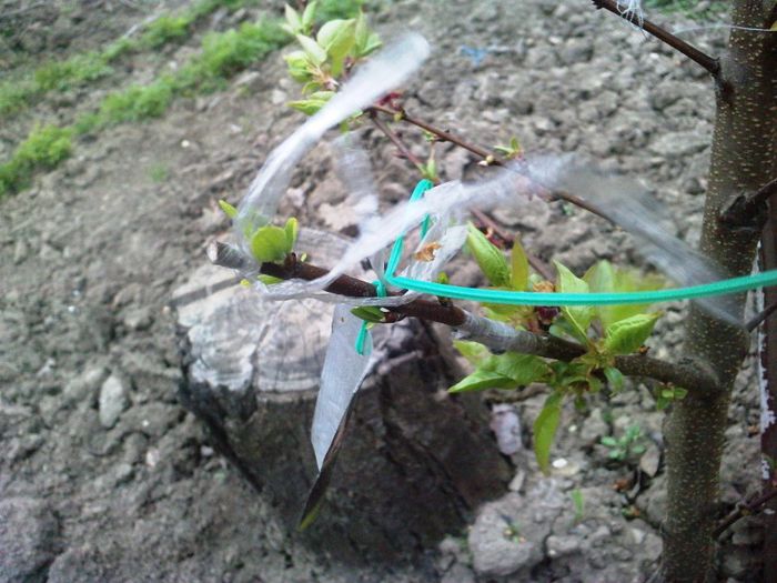 P050414_16.310002 - 4 Aprilie 14