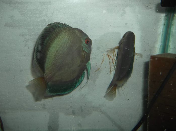 2011-01-01 00.00.17 - Blue diamond