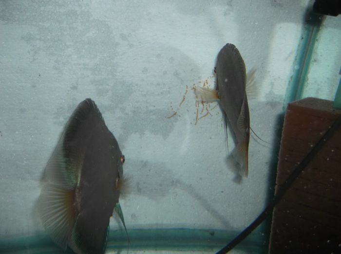 2011-01-01 00.00.24 - Blue diamond