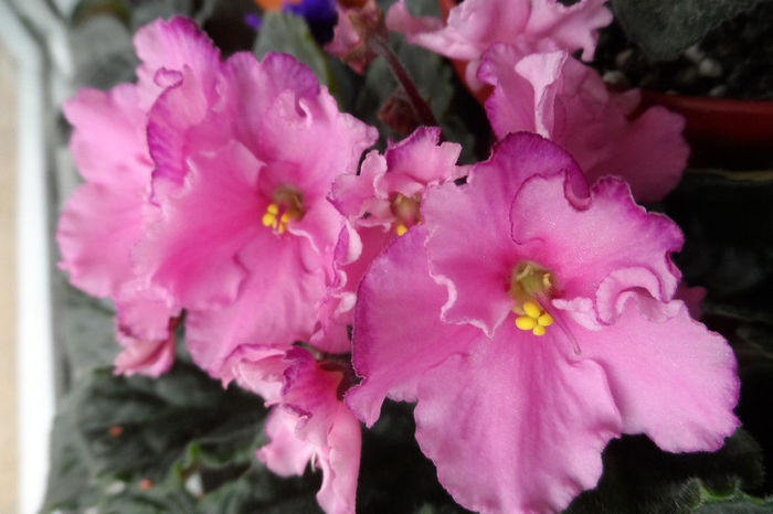 Violeta 2, mai multi pui mai multe flori!