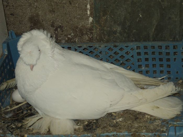 Picture 241 - Porumbei de ornament