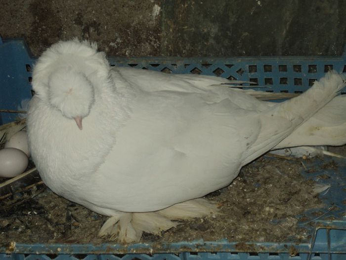 Picture 242 - Porumbei de ornament