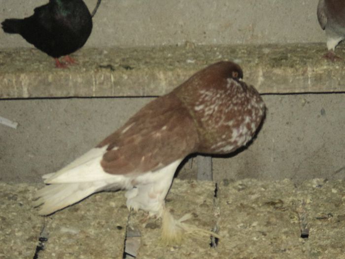 Picture 244 - Porumbei de ornament