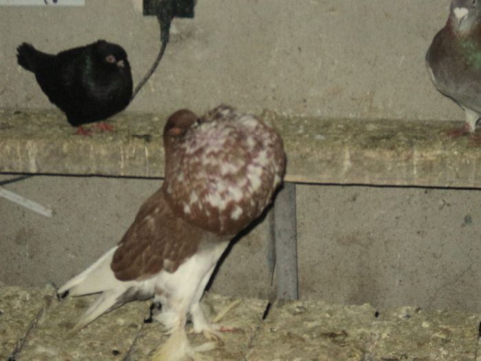 Picture 246 - Porumbei de ornament