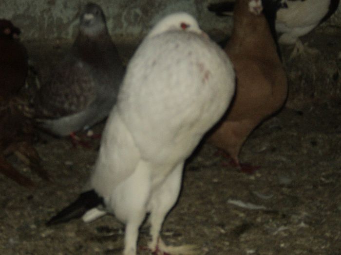 Picture 248 - Porumbei de ornament