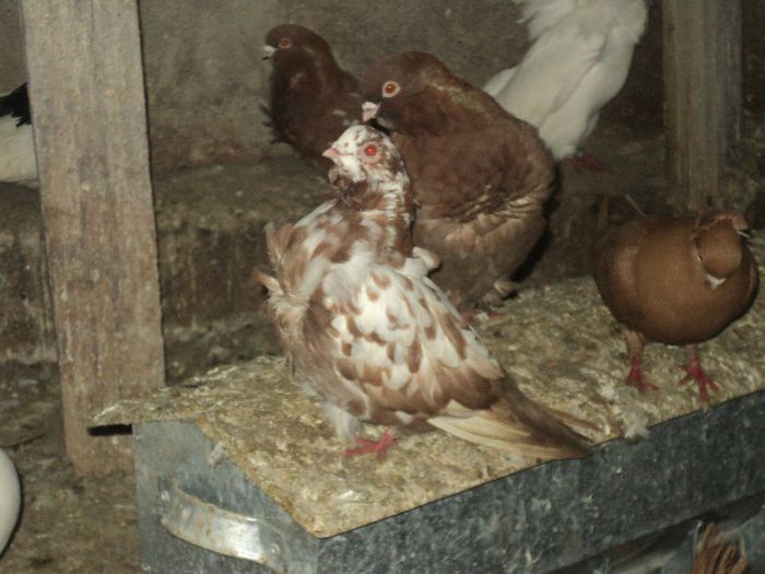 Picture 249 - Porumbei de ornament