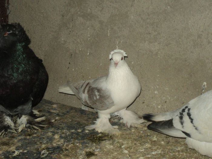 Picture 255 - Porumbei de ornament