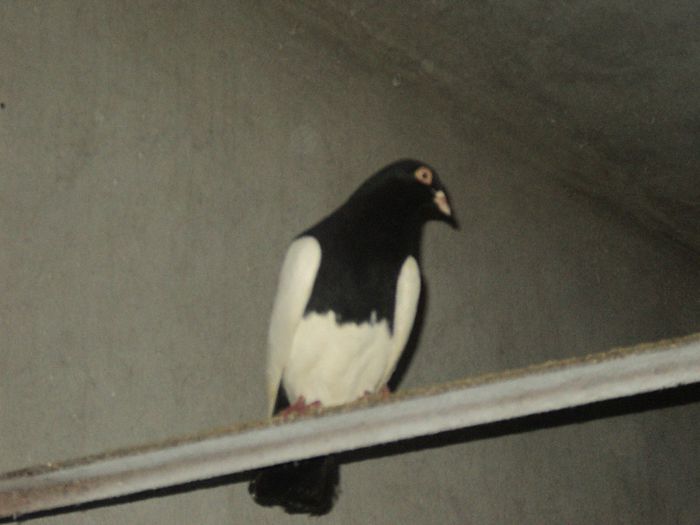 Picture 261 - Porumbei de ornament