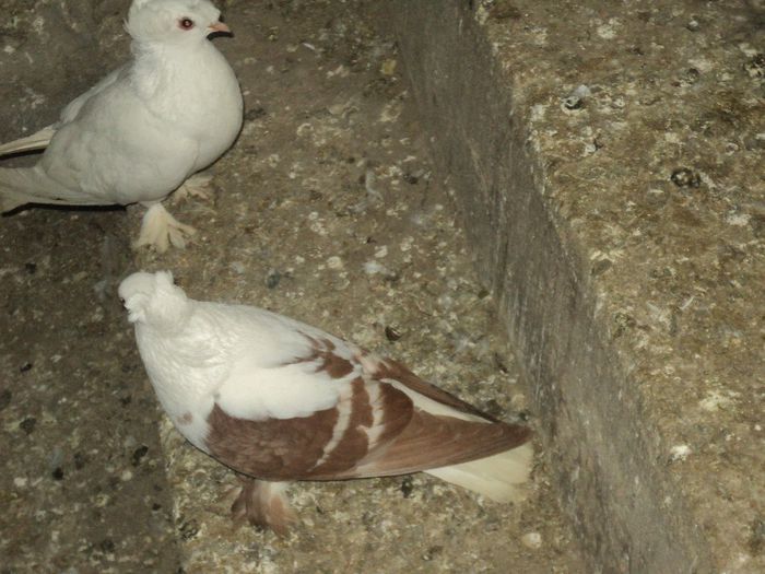 Picture 274 - Porumbei de ornament