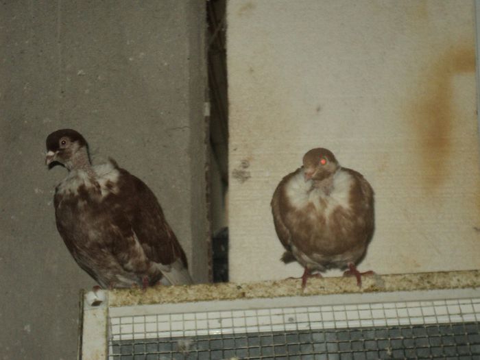 Picture 275 - Porumbei de ornament