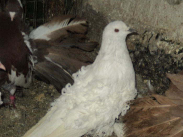 Picture 297 - Porumbei de ornament