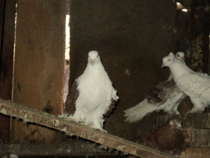 Picture 301 - Porumbei de ornament