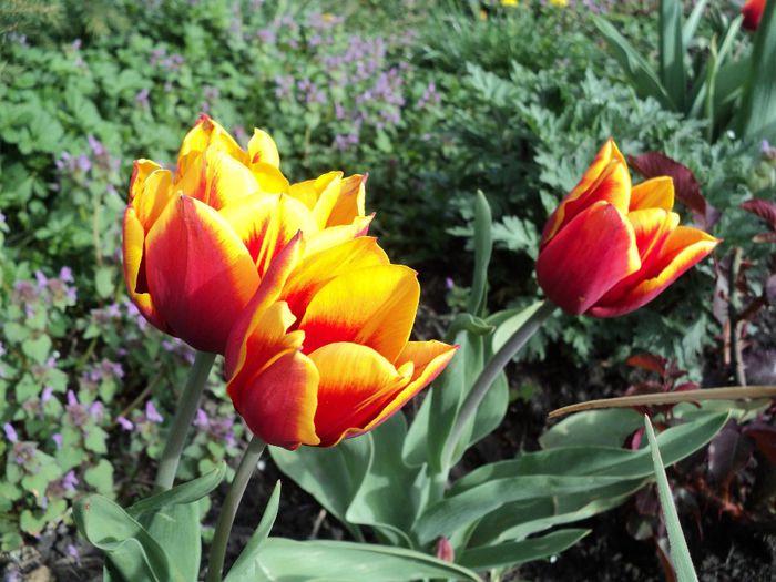 Copy (2) of DSC04182