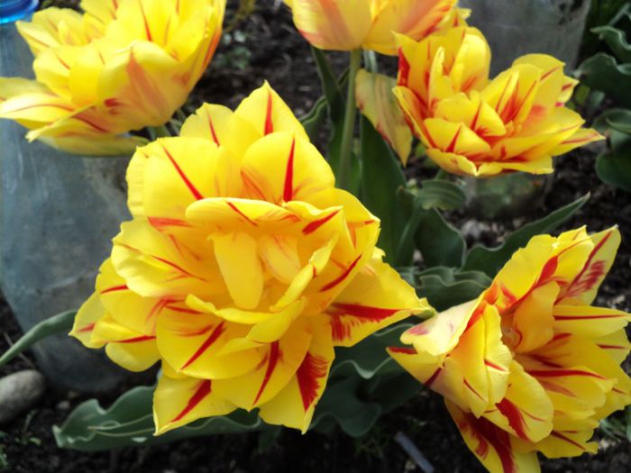 Copy (2) of DSC04185