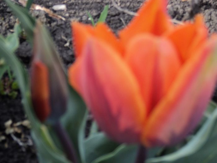 Copy (2) of DSC04193