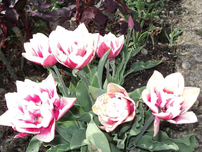 Copy (3) of DSC04179