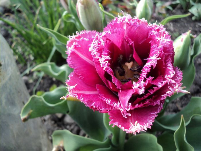 Copy (3) of DSC04186