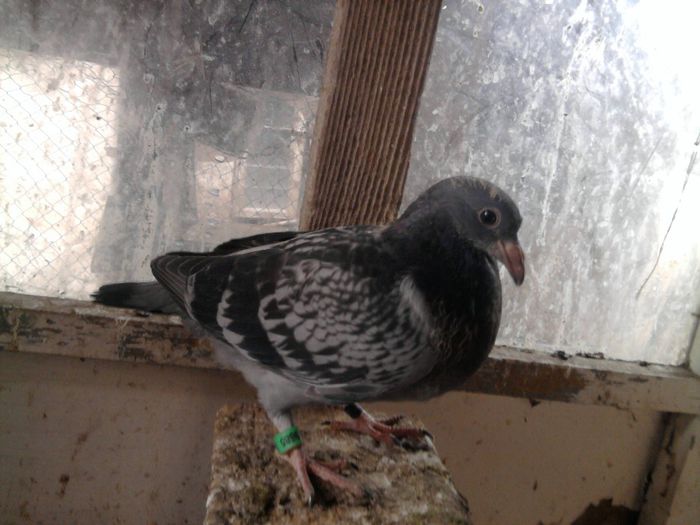 pui din  cel de bulgaria