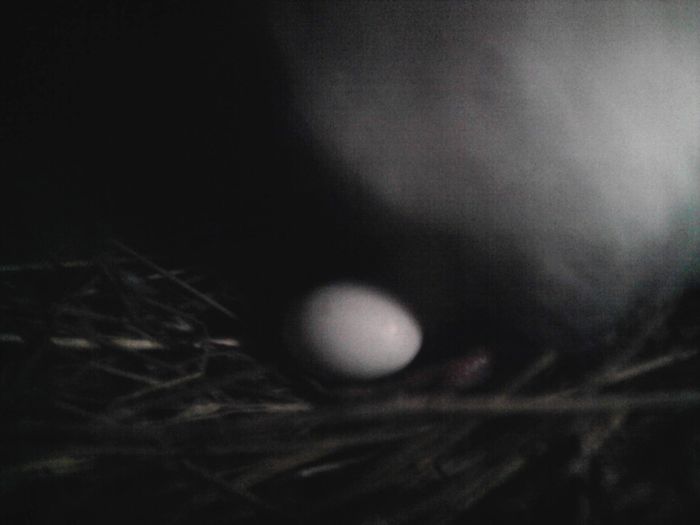 Fotografie1050 - puii 2014