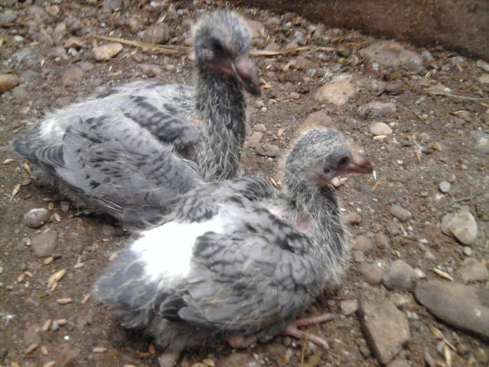 Fotografie1060 - puii 2014