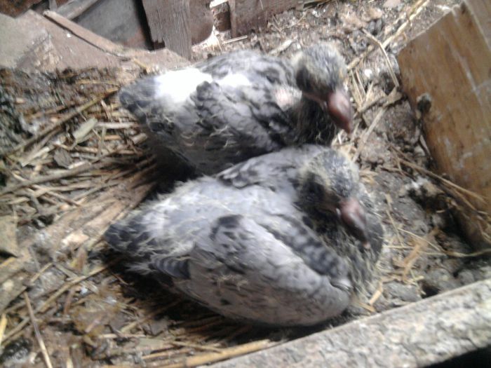 puii din matca - puii 2014