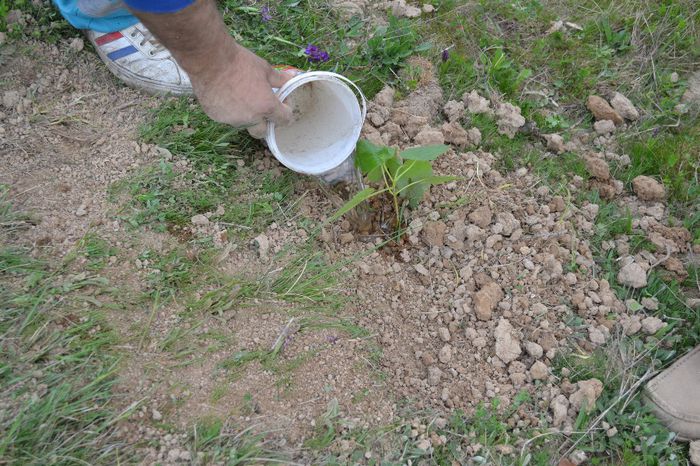 DSC_0020 - locul plantatiei
