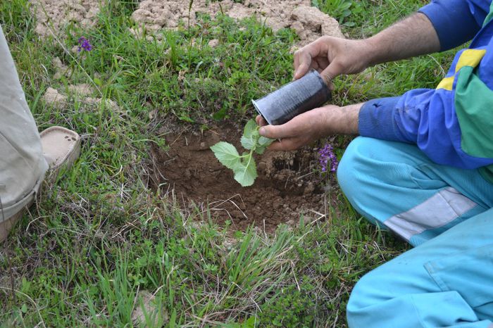DSC_0023 - locul plantatiei