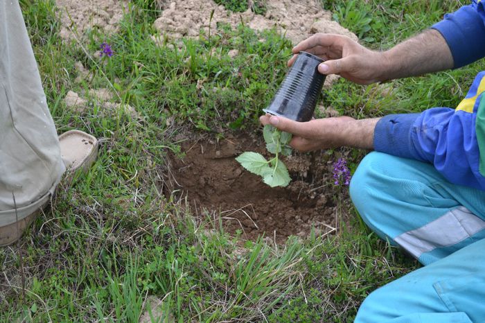 DSC_0024 - locul plantatiei